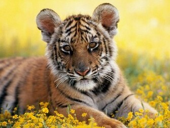 Funny Wallpaper HD Tiger Cub