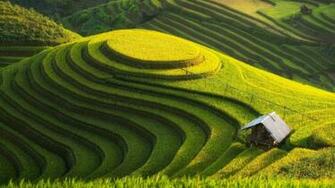 Field Plain Green Land Beautiful Terrace Hut Wallpaper