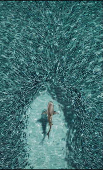 Ruby Ocean Creatures Beautiful Sea