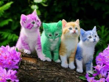 Animal Wallpaper For Your Desktop