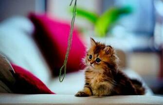 HD Play Kitty Wallpaper