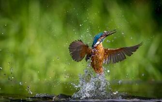 Kingfisher Wallpaper HD Umad