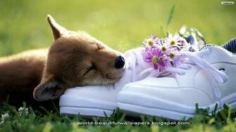 Dogs Wallpaper Jpg