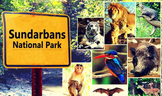 Best Places For Tiger Sightings The Fashion And Style