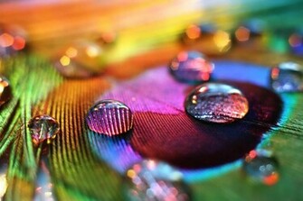Peacock Feathers Wallpaper Live HD Hq Pictures Image
