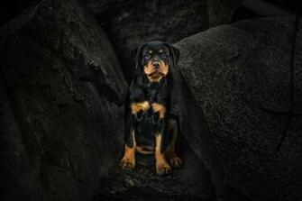 Rottweiler Wallpaper Top Background