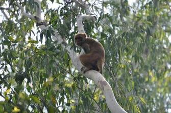 Sundarbantours Image Macaca Mulatta Jpg HD Wallpaper And