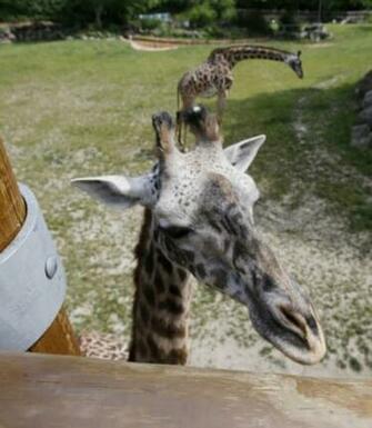 Akron And Cleveland Zoos Juggle Needs Of Animals A Fickle Public