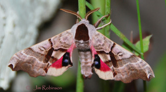 Sphinx Moth Wallpaper