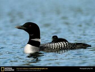 Loon Picture Desktop Wallpaper