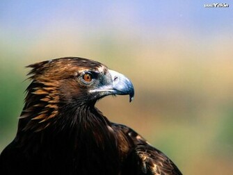 Golden Eagle Wallpaper HD In Animals Imageci