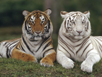 White Bengal Tiger Wallpaper HD In