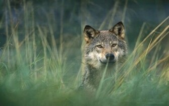Gray Wolf Wallpaper Weddingdressin