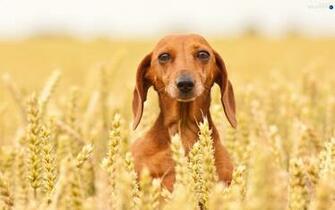 Dachshund Shorthair Dog Dogs Wallpaper