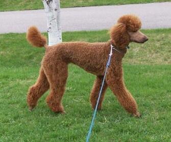 Standard Poodle