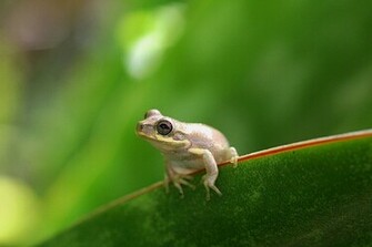 Cute Baby Frog Pictures Little