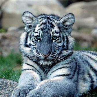 Tiger Live Wallpaper Android Apps On Google Play