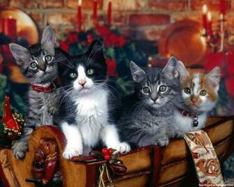 Cat Christmas Gift Wallpaper Beautiful Desktop