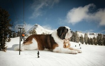 St Bernard Wallpaper