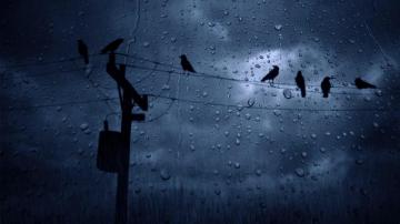 Rainy With Birds Computer Wallpaper 4k HD