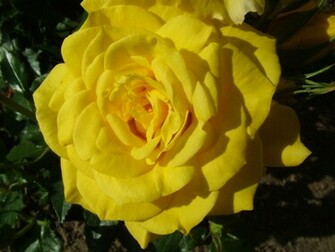 Of Flowers Red Rose Wallpaper Roses Pictures Yellow