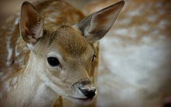 Beautiful Wallpaper Deer