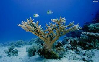 Under The Sea Wallpaper E4e35 Funny Pictures Image