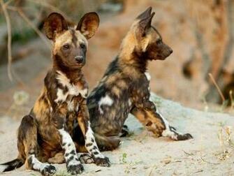 Cutest Babies Of Exotic Animals Living In The Desert