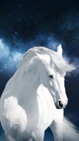 White Horse Wallpaper By Georgekev Fe