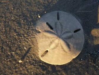Sand Dollar At Sunset By Calexy
