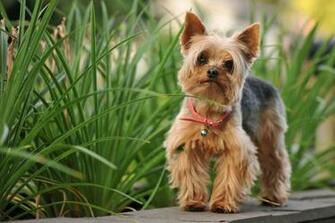 Yorkshire Terrier Wallpaper
