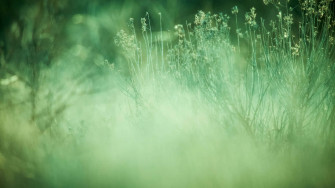 Sage Green Laptop Wallpaper