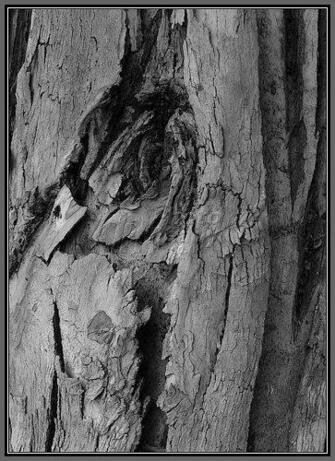 Car Maniax And The Future Silver Textured Bark