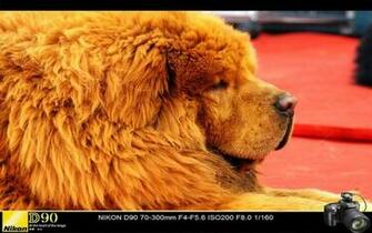 Park Shooting Tibetan Mastiff Show Pictures