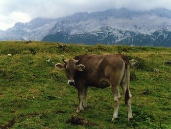 Cow Wallpaper HD In Animals Imageci
