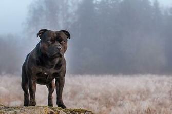 Amstaff Wallpaper Image Pictures