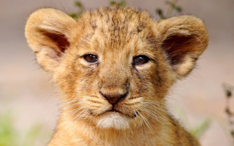 Lion Cub Wallpaper