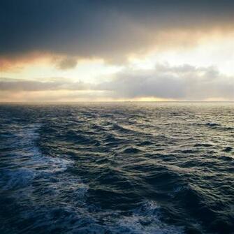 Newfoundland Stress iPad Air Wallpaper