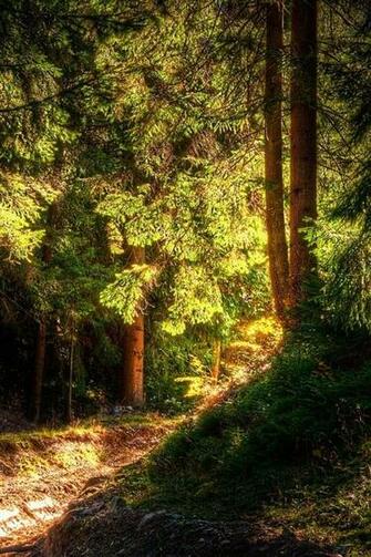 Forest iPhone HD Wallpaper