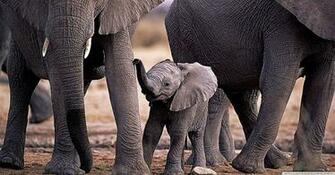 Funny Baby Elephant And Bird HD Wallpaper Desktop