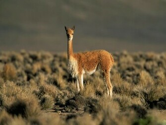 Funny Animals Llama Wallpaper For Desktop