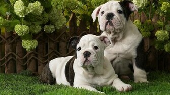 English Bulldog Puppies Widescreen Wallpaper
