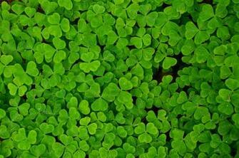 Plants Shamrock Clover Trefoil Wallpaper