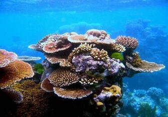 Coral Reef