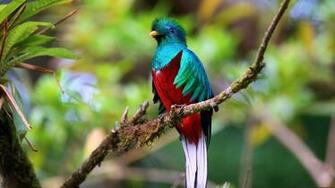 Quetzal Of Guatemala HD Wallpaper Background