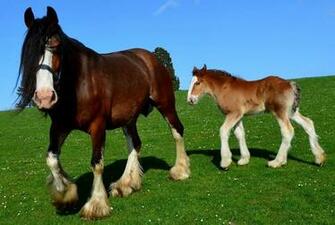 Clydesdale Wallpaper