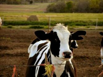Dairy Cow Wallpaper HD In Animals Imageci