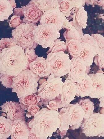 Roses Vintage iPhone Wallpaper Ipod And Things