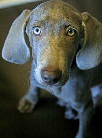 Weimaraner Wallpaper Puppy Pictures Breed Info