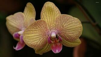 Orchid Flowers Wallpaper